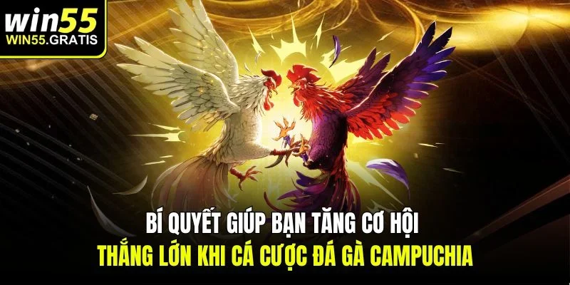 Bí quyết giúp bạn tăng cơ hội thắng lớn khi cá cược đá gà campuchia