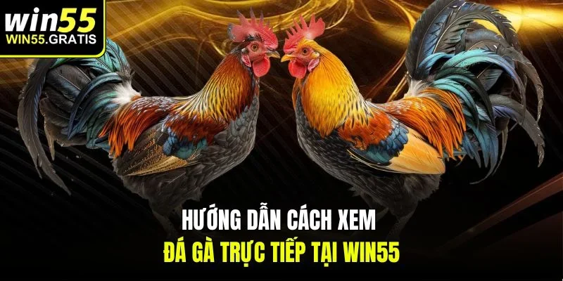 Hướng dẫn cách xem đá gà trực tiếp tại win55