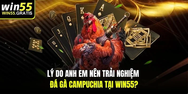 Lý do anh em nên trải nghiệm đá gà campuchia tại win55?