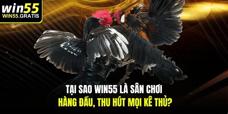Tại sao win55 là sân chơi hàng đầu, thu hút mọi kê thủ?