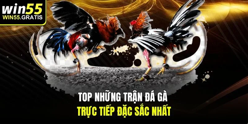 Top những trận đá gà trực tiếp đặc sắc nhất