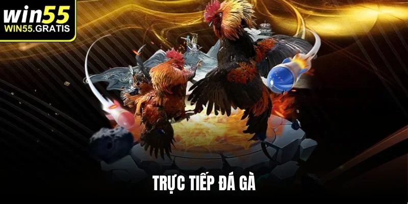 trực tiếp đá gà win55
