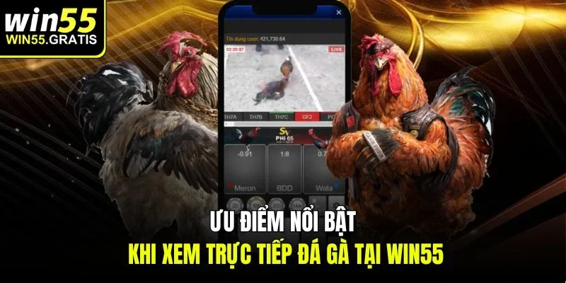 Ưu điểm nổi bật khi xem trực tiếp đá gà tại win55